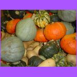 Pumpkins and Squash.jpg